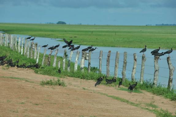 Um grupo de Volmorans, no  Hato El Cedral, na região dos llanos venezuelanos, perto da cidade de Mantecal